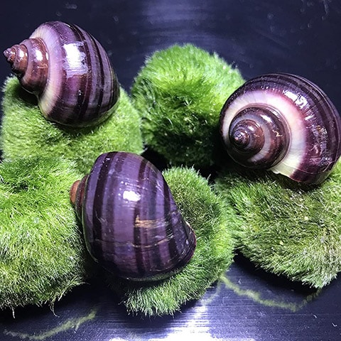 AquaticMotiv Purple Mystery Snails x3 Rare