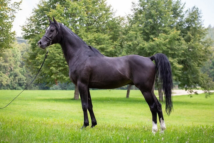 Arabian horse