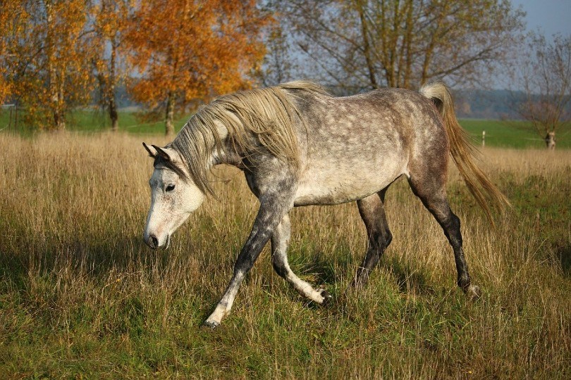 Arabian horse