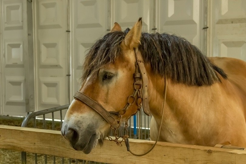 Ardene-horse_LuXpics_shutterstock