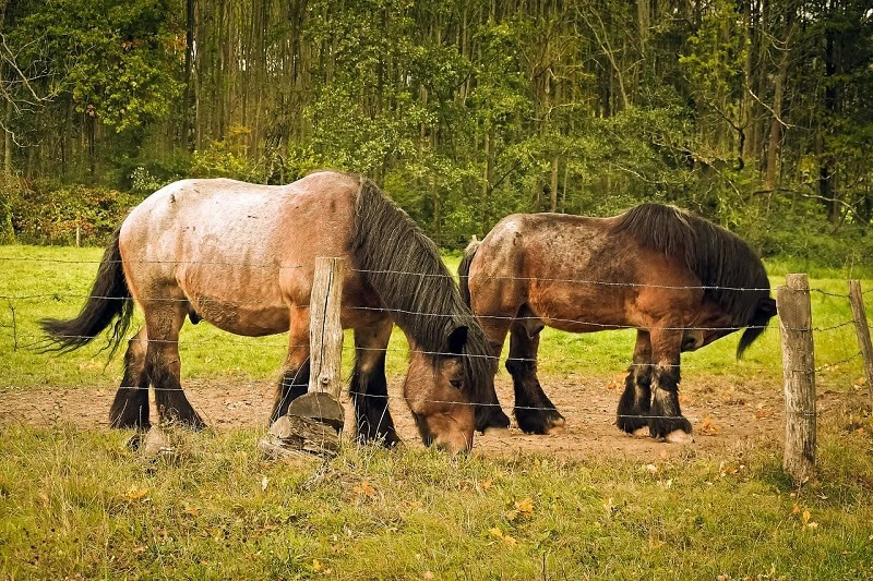 Ardennais