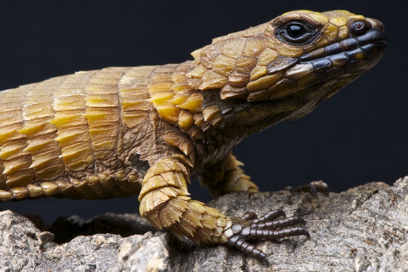Armadillo Lizard on rock side view