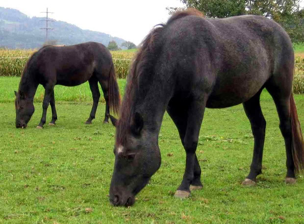 Arravani Horse