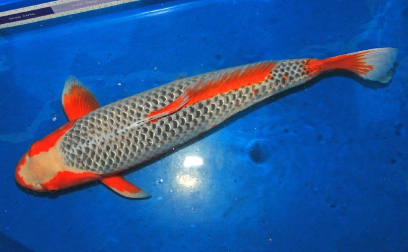Asagi Koi