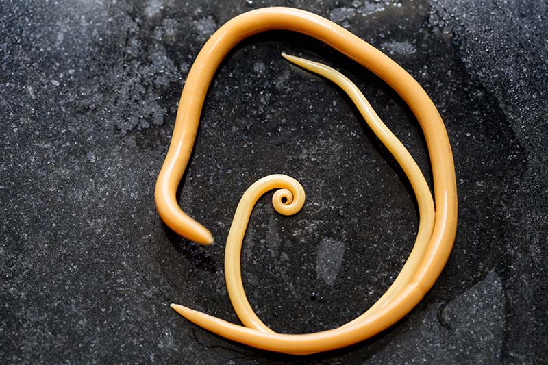 Ascaris lumbricoides