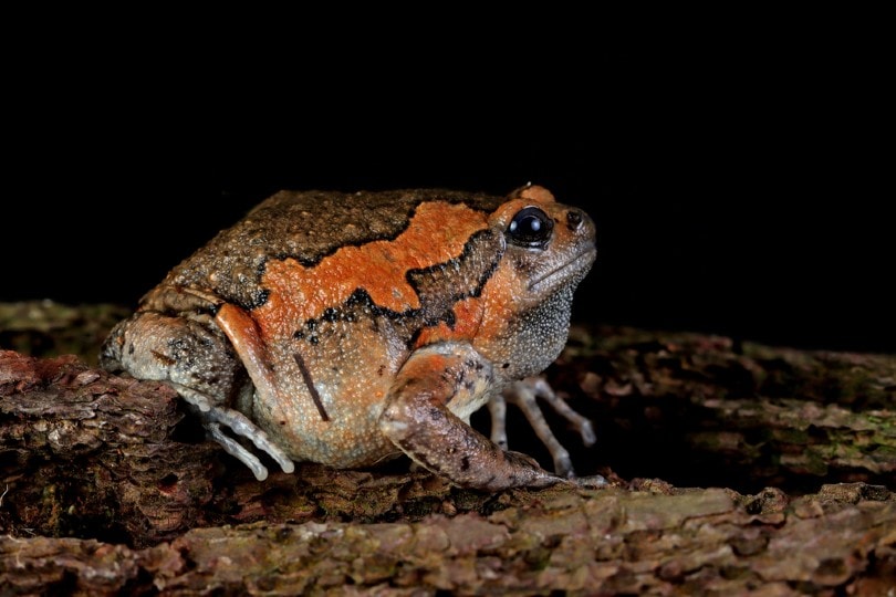 Asian Painted Frog