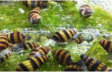 Assassin Snails