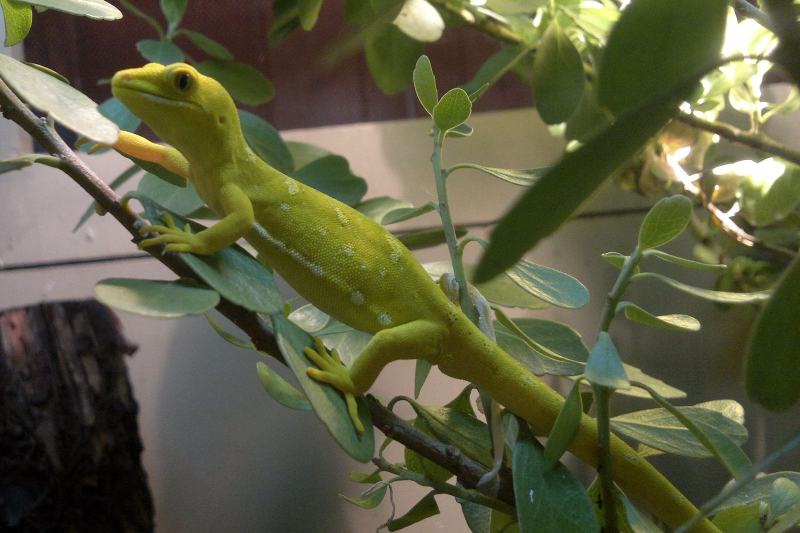 Auckland Green Gecko perched on a tree branch