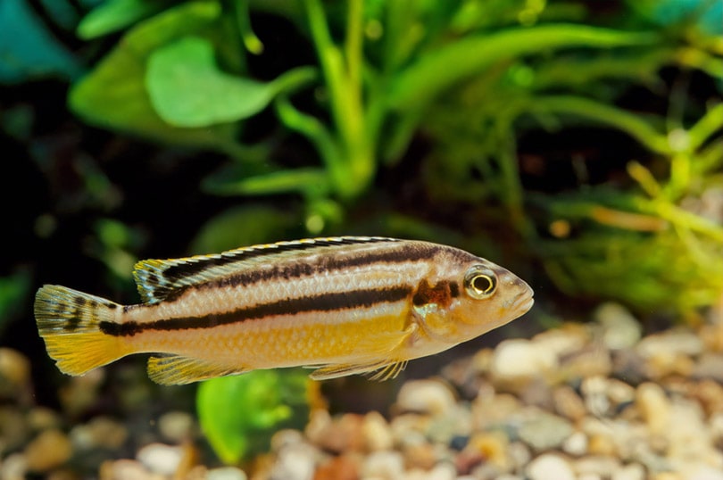 Auratus Cichlid