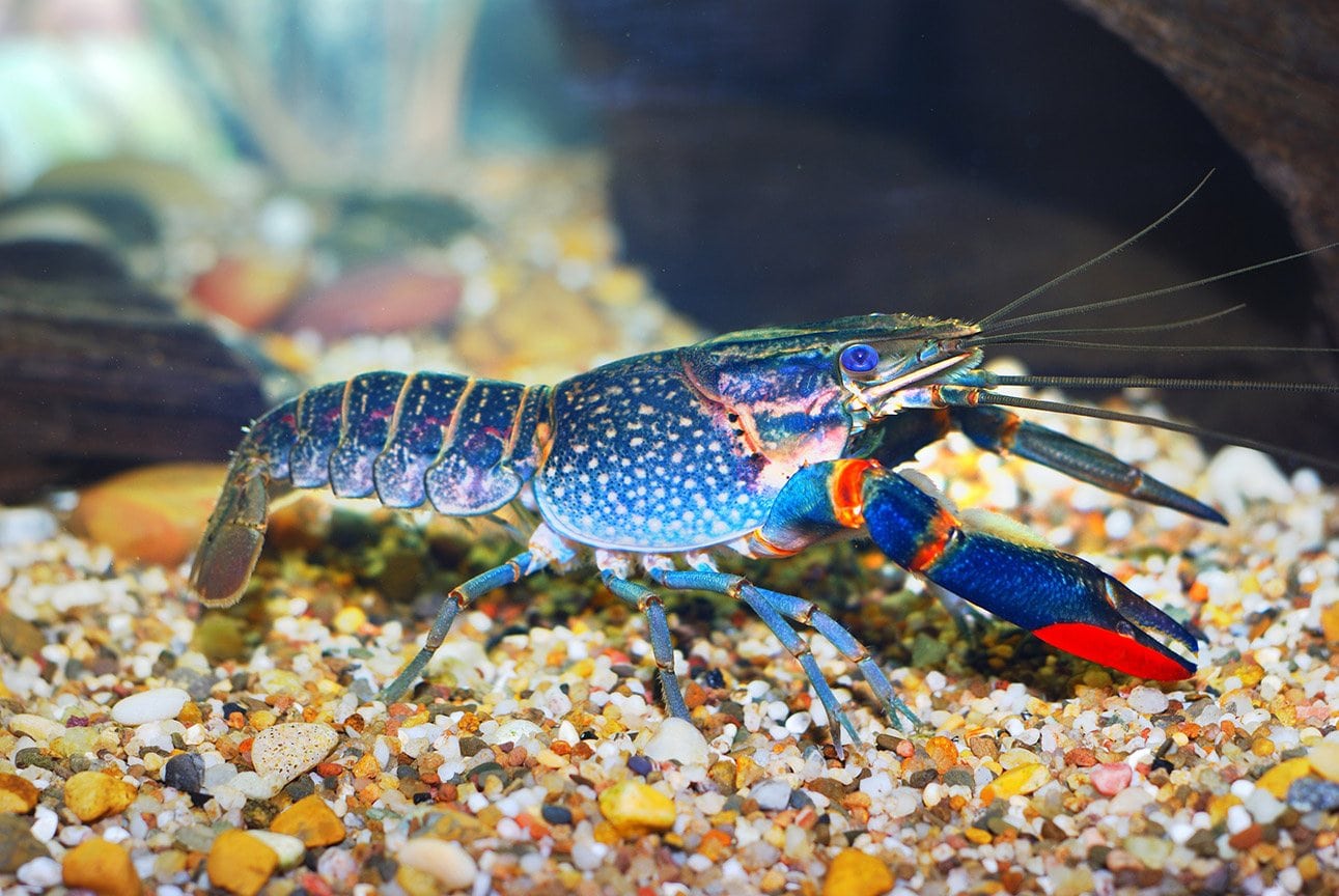 Australian blue crayfish