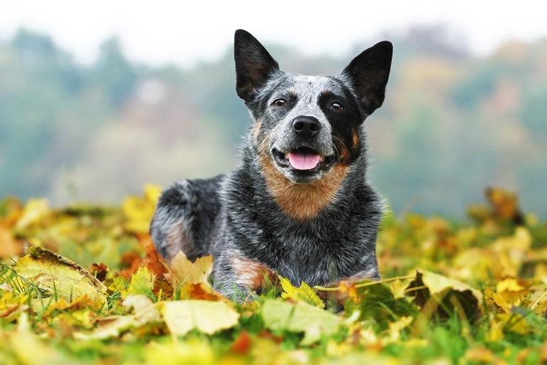 Australian-Cattle-Dog_Shutterstock_Best dog photo