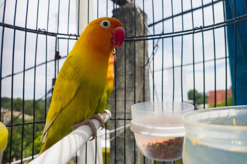 Australian Cinnamon & Orange-Faced Lovebird in a cage