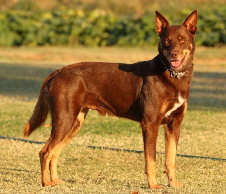 Australian Kelpie_shutterstock_RMT