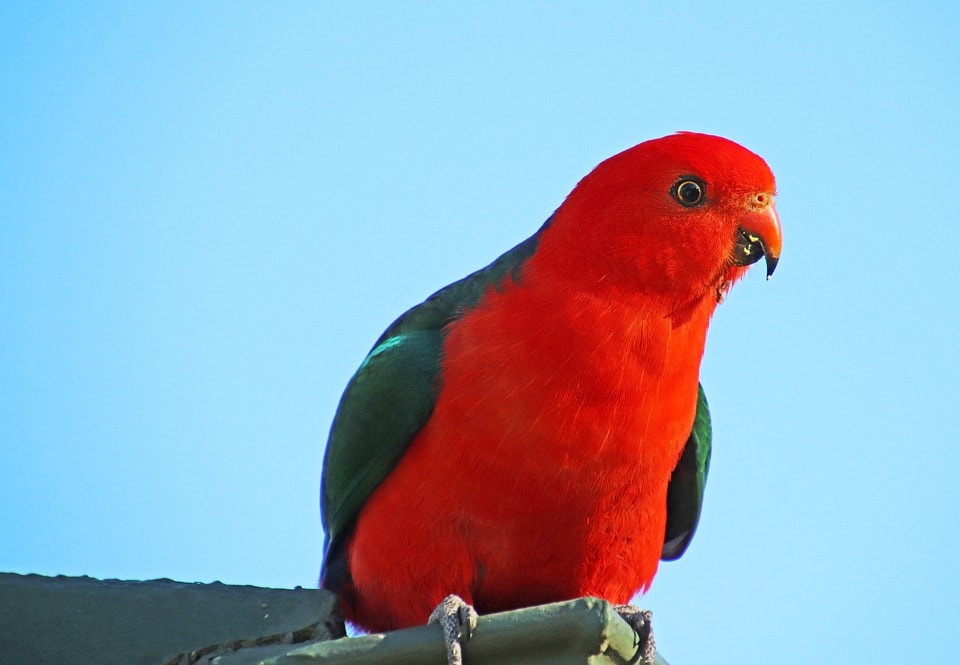 Australian King Parrot