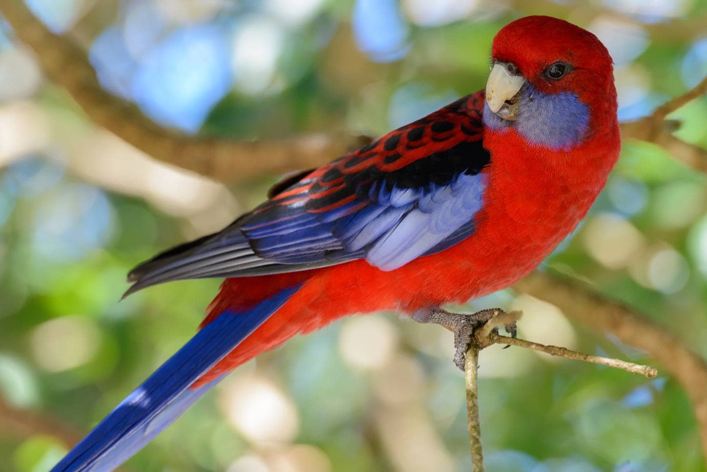 Australian King Parrot side view_Andrii Slonchak_Shutterstock