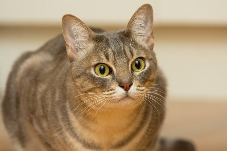 Australian Mist CatAustralian Mist Cat staring