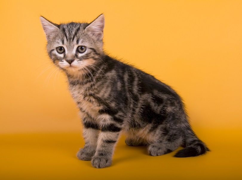 Australian Mist little cat kitty_OrangeGroup_shutterstock