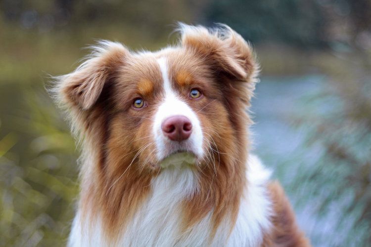 Australian Shepher_shutterstock_Pascal zum Felde