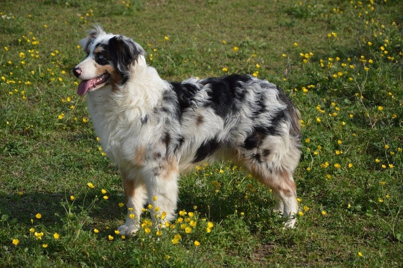 Australian Shepherd_Petra Heike Laicher, Pixabay