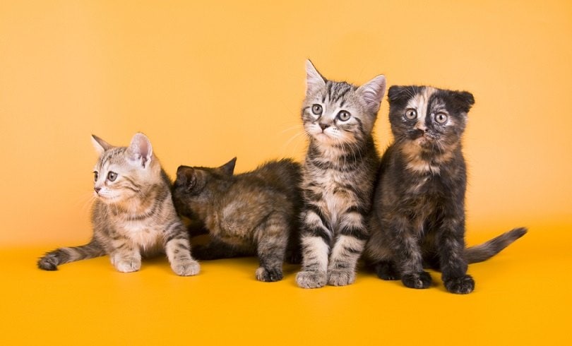 Australian mist little cat kitty_OrangeGroup_shutterstock (2)