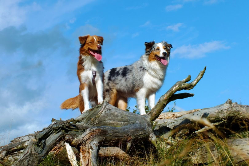 Australian shephered dogs_Nordwind_Pixabay