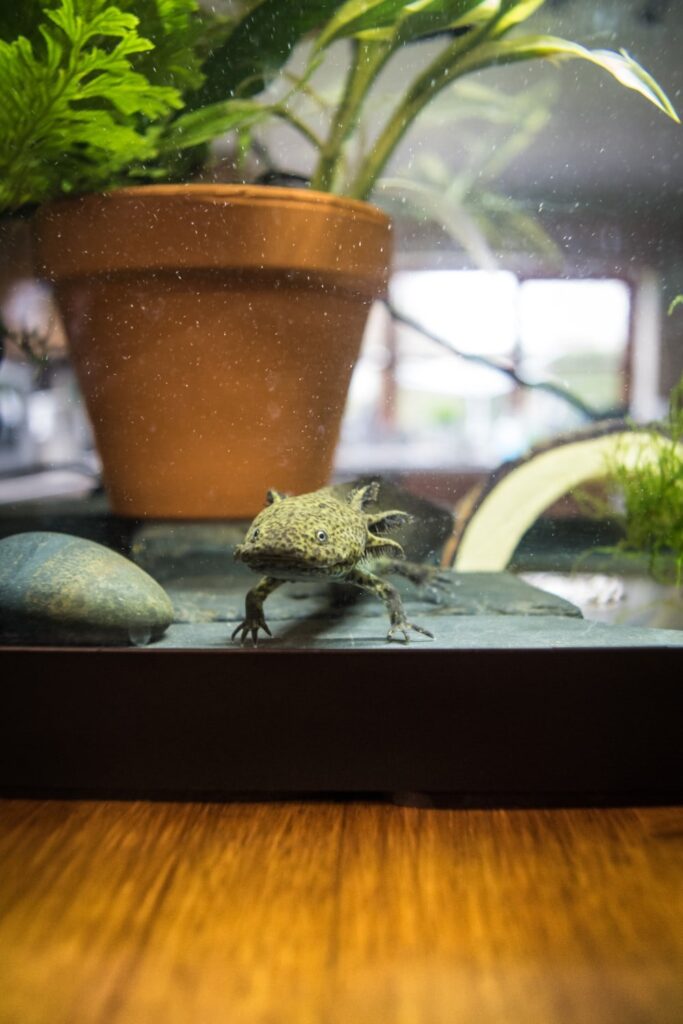 Axanthic Axolotl looking out of aquarium