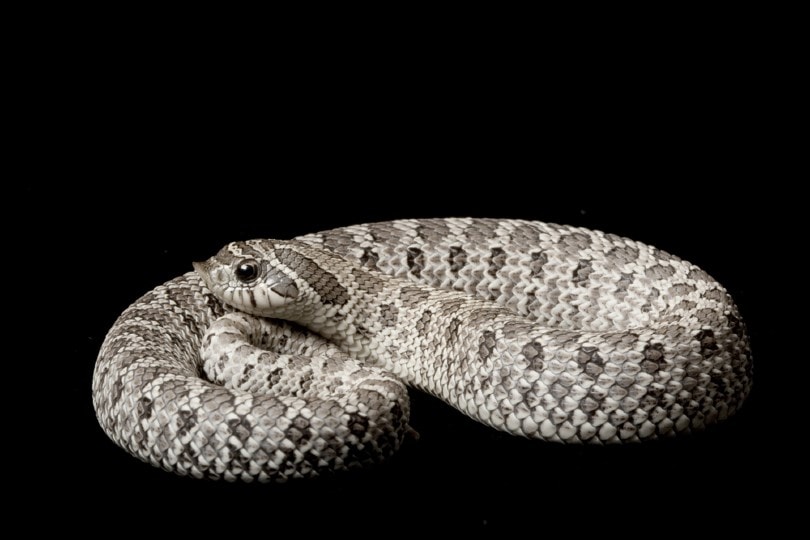 Axanthic Hognose Snake