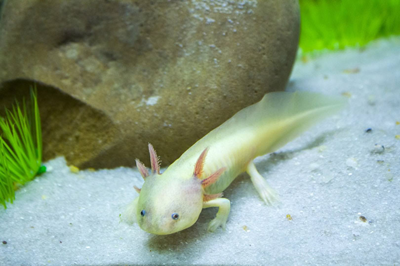 Axolotl in aquarium