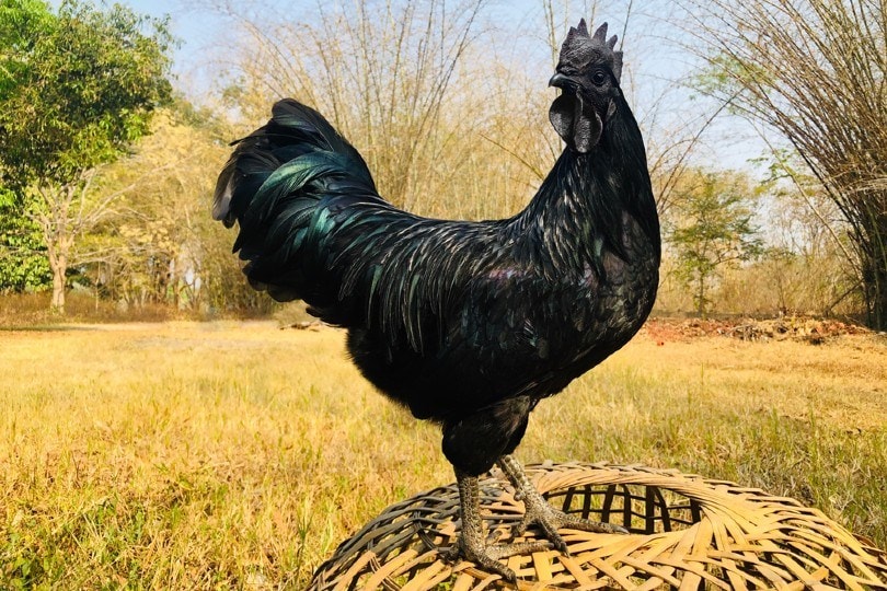 Ayam Cemani