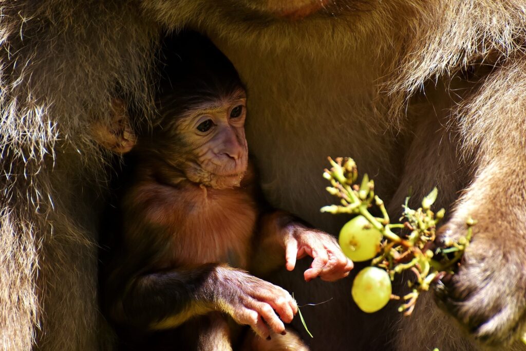 Baby Macaque Monkey_Pixabay