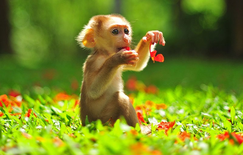 Baby Monkey sitting on beautiful green garden