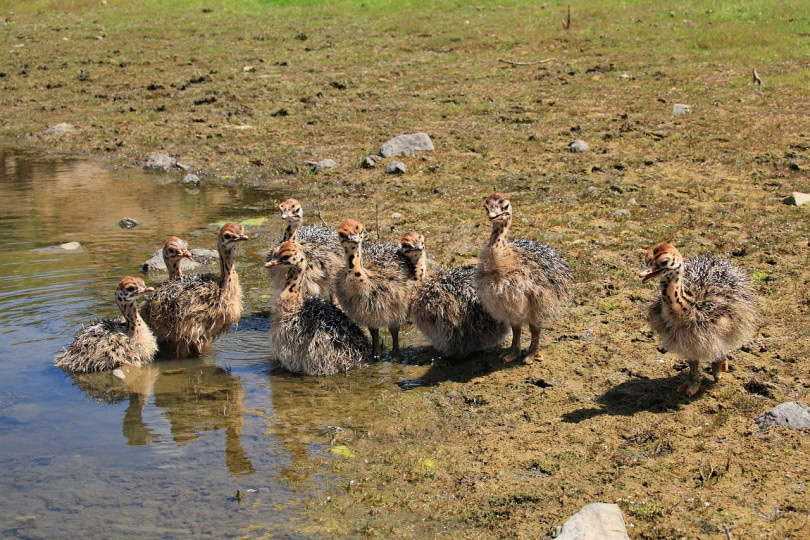 Baby ostriches swimming in shallow water