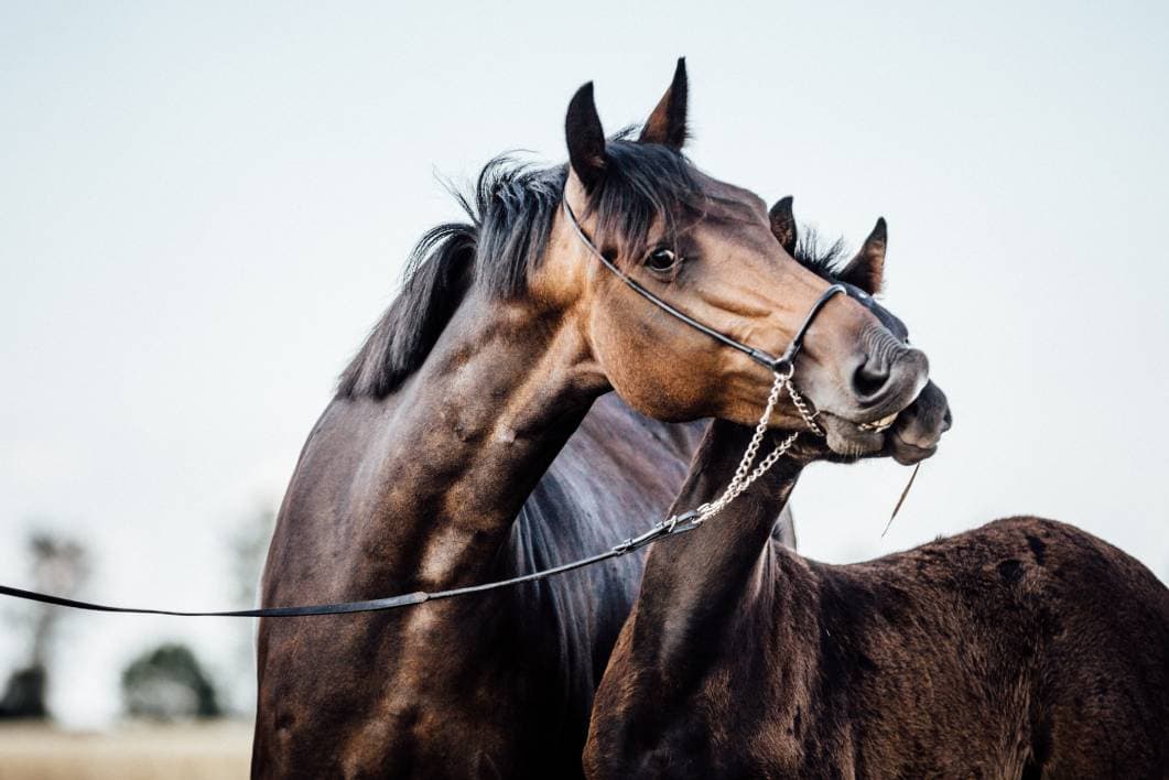 Baise Horse