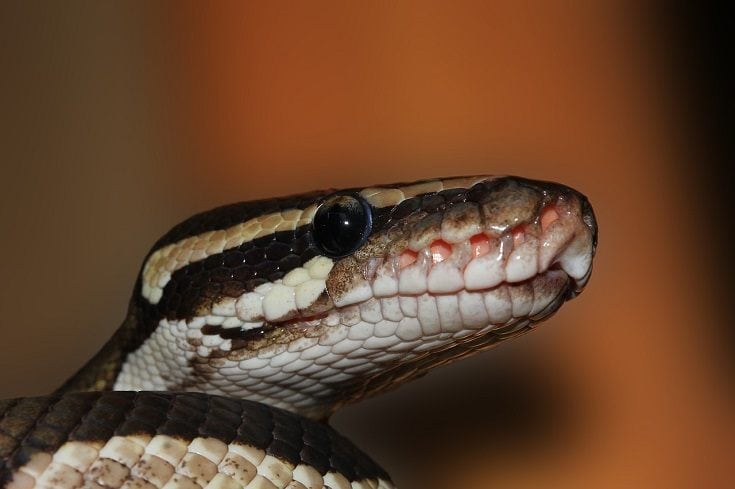 Ball Python