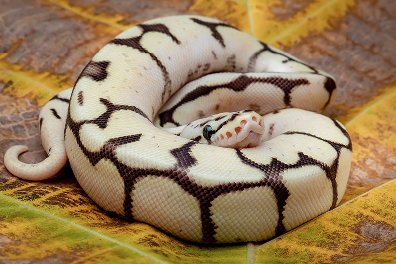 Ball Python Morph