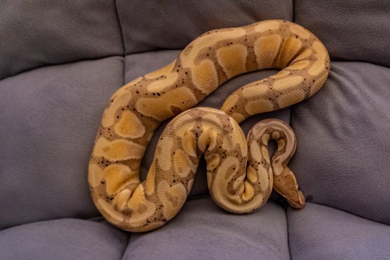 Ball Python (Phyton Regius), Banana_ Coral grow Morph