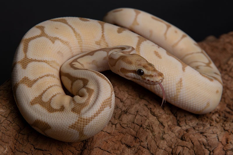 Ball python morphs