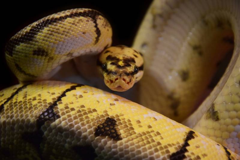 Ball python on black background