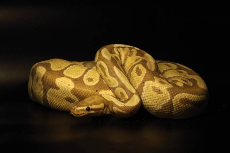 Banana Ball Python Morph