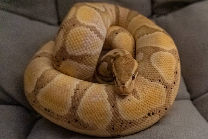 Banana Ball Python