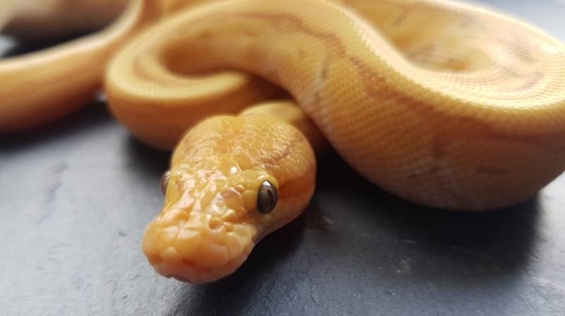 Banana Kingpin ball python snake hatchling closeup