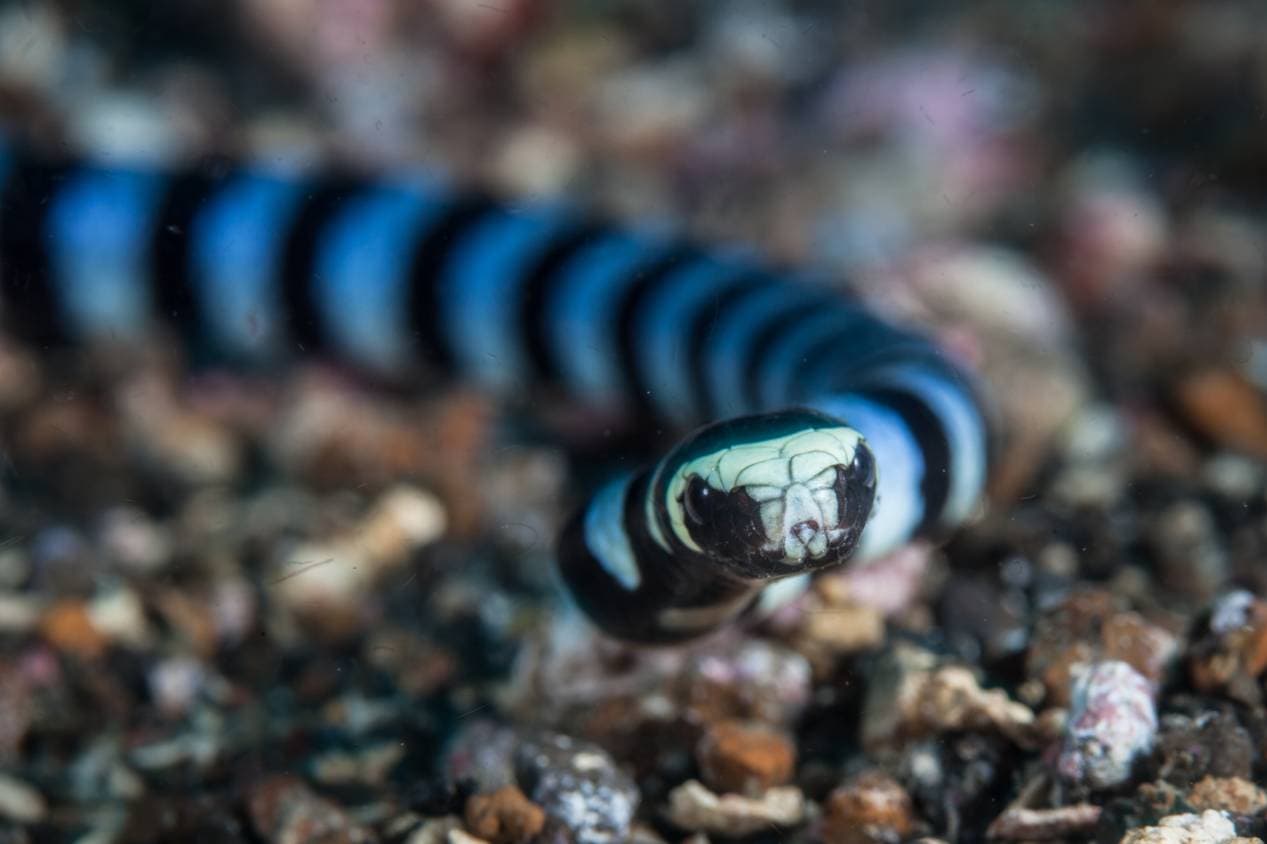 Banded Sea Krait close up_Ethan Daniels_Shutterstock