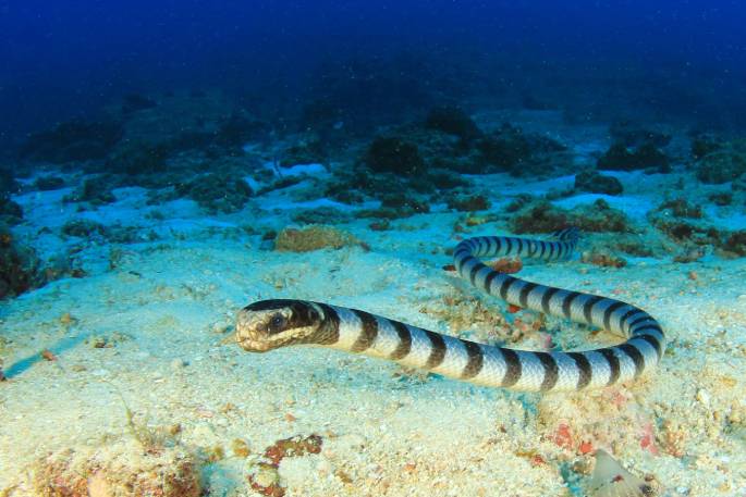 Banded Sea Krait side view_Rich Carey_Shuttertock