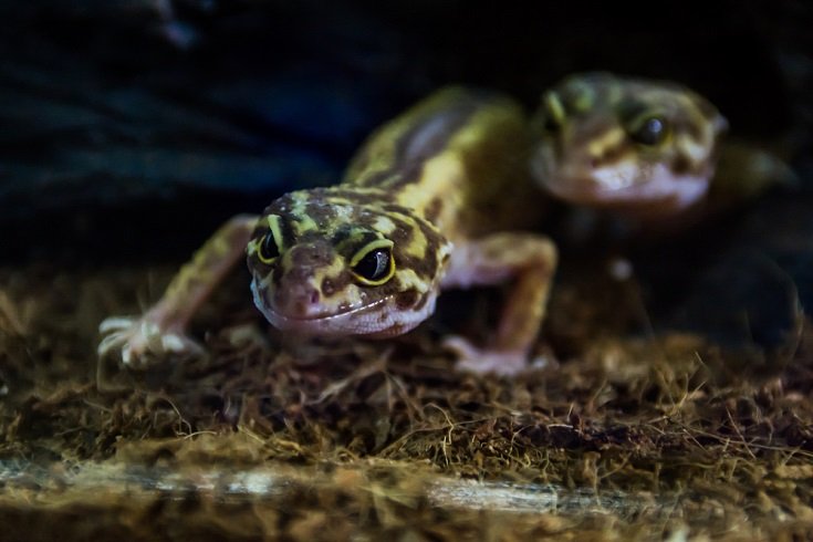 Bandit leopard gecko
