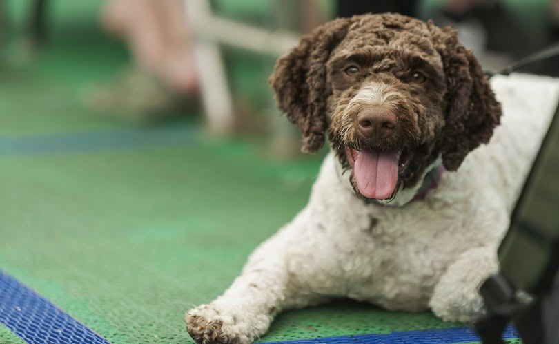 Barbet-dog-lying-down_mazarekic_shutterstock
