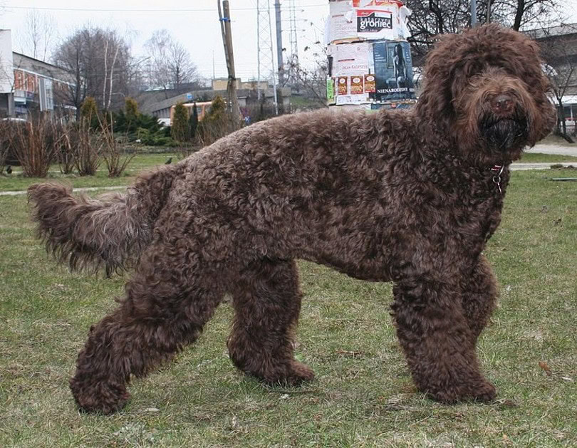 Barbet dog_Pleple2000_Wikimedia
