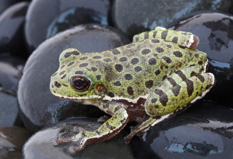 Barking Tree Frog on Black Rocks