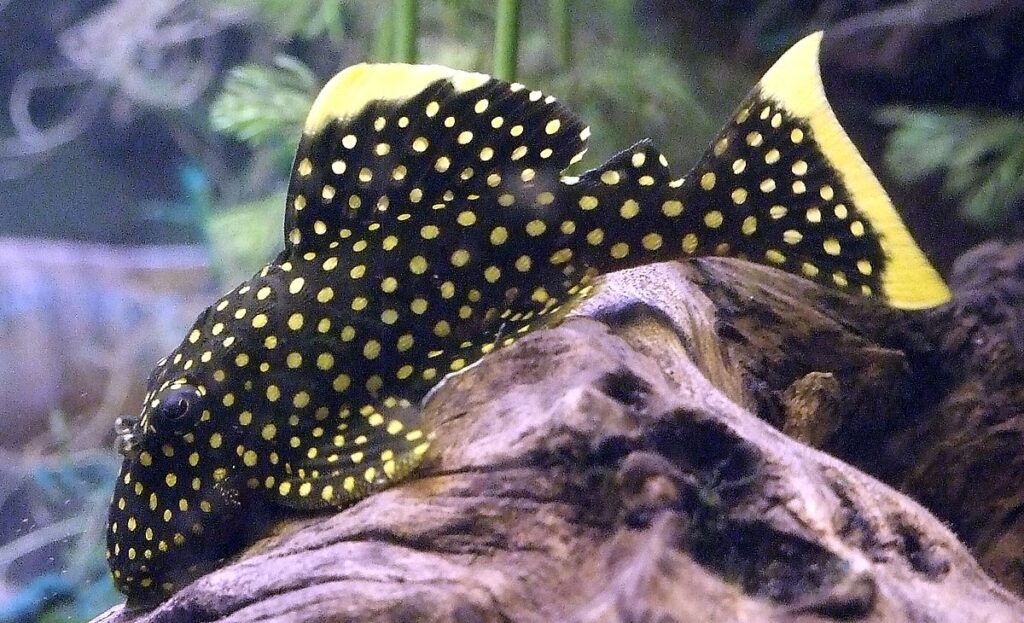 Gold Nugget Plecostomus