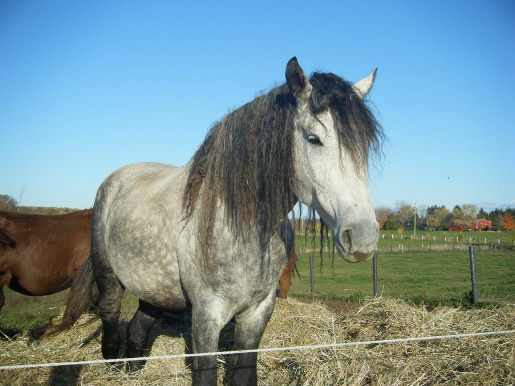 Bashkir Curly