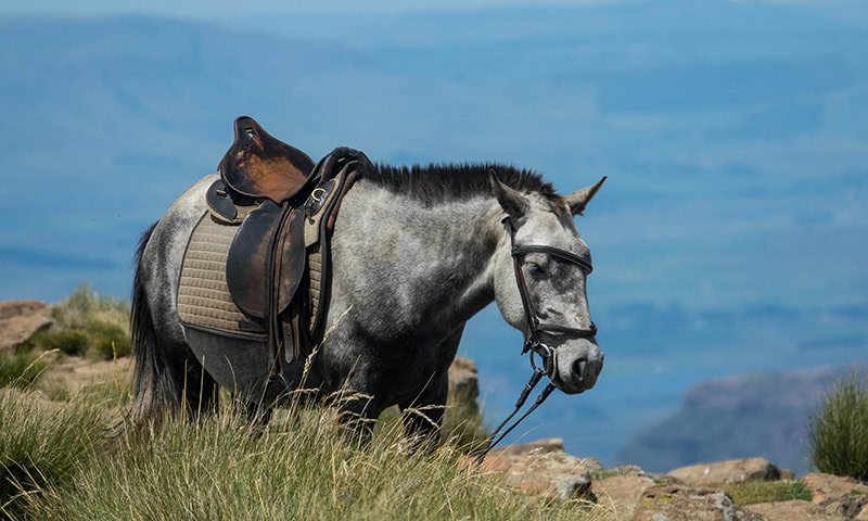 Basotho Pony